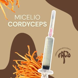 Micelio líquido - Cordyceps