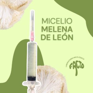 Micelio líquido - Melena de León