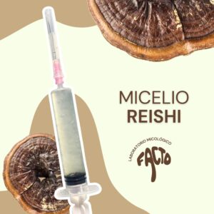 Micelio líquido - Reishi