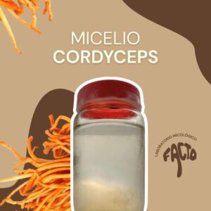 Micelio líquido - Cordyceps