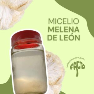 Micelio líquido - Melena de León
