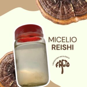 Micelio líquido - Reishi