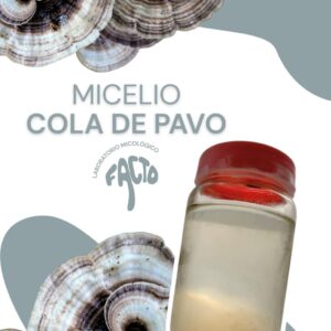 Micelio líquido - Cola de pavo
